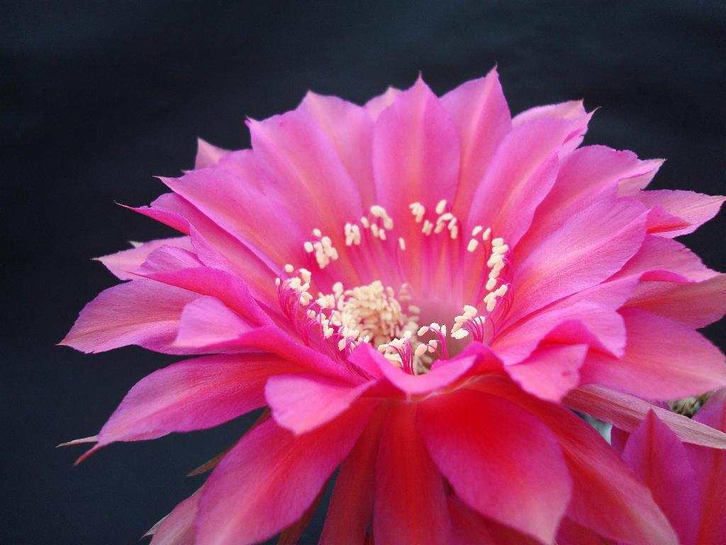 Eigene Echinopsis/Cabaret.4.0.jpg